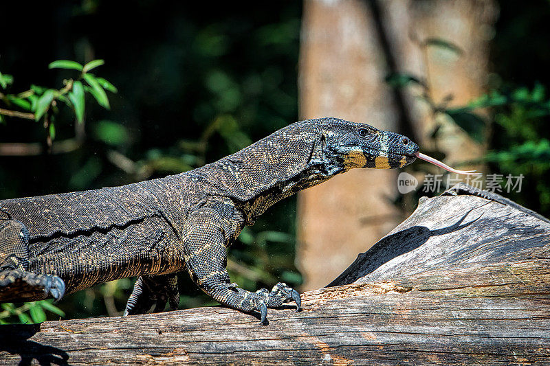 蕾丝监视器巨蜥(Varanus varius)